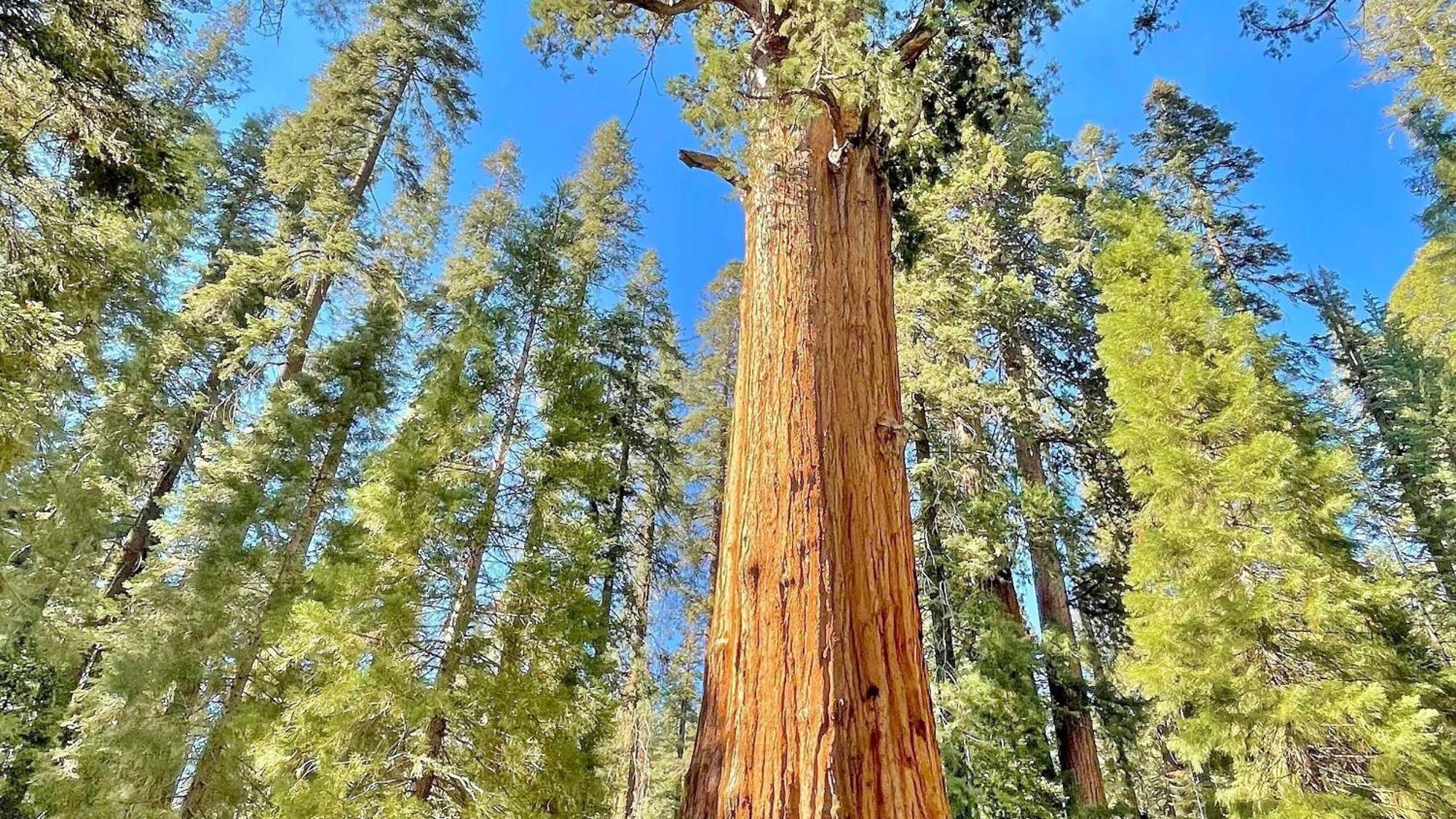 The Charlotte Sequoia R2 *