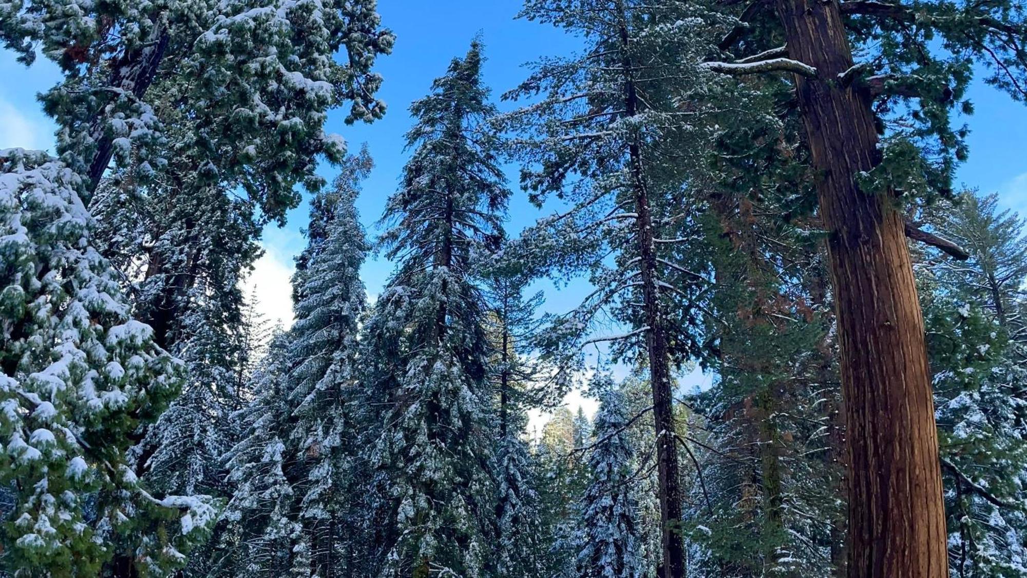 The Charlotte Sequoia R2 * Three Rivers